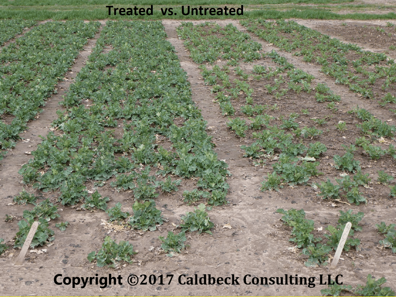 Winter Hardy Canola Rubisco Seeds